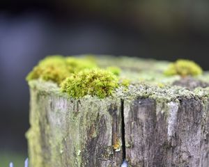 Preview wallpaper moss, tree, bark, greens, macro, nature