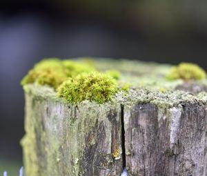 Preview wallpaper moss, tree, bark, greens, macro, nature