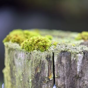 Preview wallpaper moss, tree, bark, greens, macro, nature