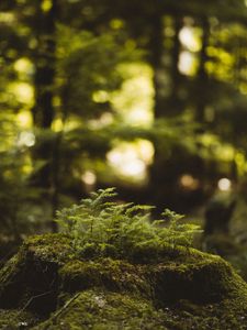 Preview wallpaper moss, tree stump, plant, forest