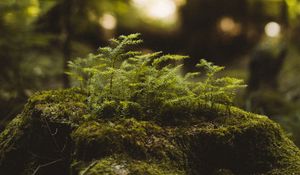 Preview wallpaper moss, tree stump, plant, forest