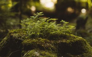Preview wallpaper moss, tree stump, plant, forest