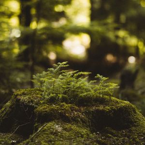 Preview wallpaper moss, tree stump, plant, forest