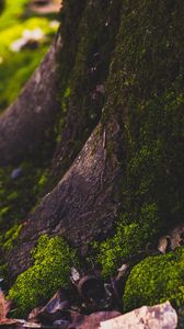 Preview wallpaper moss, tree, trunk, foliage, autumn