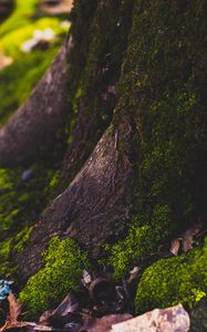 Preview wallpaper moss, tree, trunk, foliage, autumn