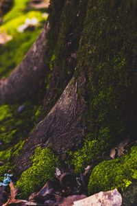 Preview wallpaper moss, tree, trunk, foliage, autumn