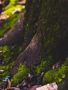 Preview wallpaper moss, tree, trunk, foliage, autumn