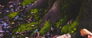 Preview wallpaper moss, tree, trunk, foliage, autumn