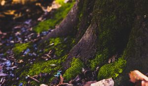 Preview wallpaper moss, tree, trunk, foliage, autumn