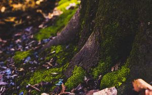 Preview wallpaper moss, tree, trunk, foliage, autumn