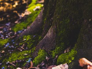 Preview wallpaper moss, tree, trunk, foliage, autumn