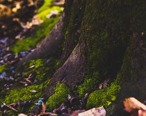 Preview wallpaper moss, tree, trunk, foliage, autumn