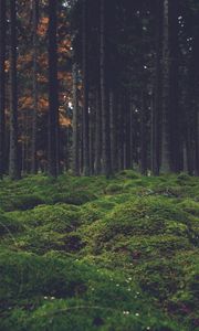 Preview wallpaper moss, trees, forest