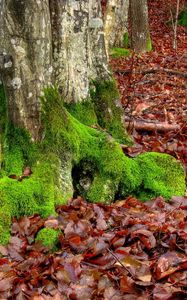 Preview wallpaper moss, trees, leaves, roots, autumn, october