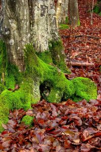 Preview wallpaper moss, trees, leaves, roots, autumn, october