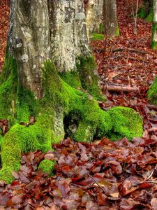 Preview wallpaper moss, trees, leaves, roots, autumn, october