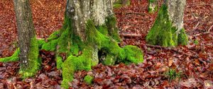 Preview wallpaper moss, trees, leaves, roots, autumn, october