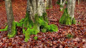 Preview wallpaper moss, trees, leaves, roots, autumn, october