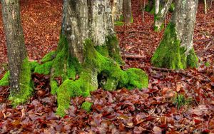 Preview wallpaper moss, trees, leaves, roots, autumn, october
