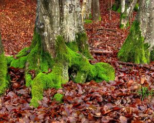 Preview wallpaper moss, trees, leaves, roots, autumn, october