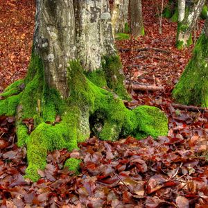 Preview wallpaper moss, trees, leaves, roots, autumn, october