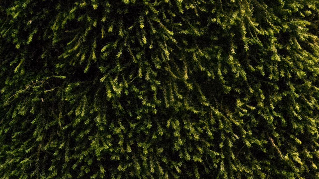 Wallpaper moss, vegetation, green, surface, texture