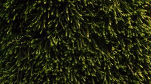 Preview wallpaper moss, vegetation, green, surface, texture