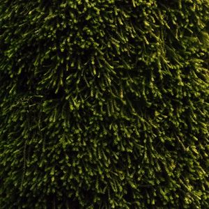 Preview wallpaper moss, vegetation, green, surface, texture