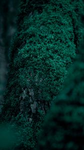 Preview wallpaper moss, vegetation, leaves, macro, green, tree