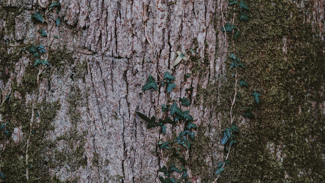 Wallpaper moss, wood, bark, surface