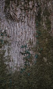 Preview wallpaper moss, wood, bark, surface