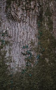 Preview wallpaper moss, wood, bark, surface