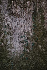 Preview wallpaper moss, wood, bark, surface