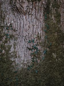 Preview wallpaper moss, wood, bark, surface