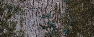 Preview wallpaper moss, wood, bark, surface