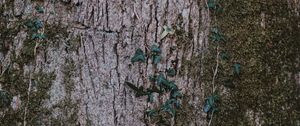 Preview wallpaper moss, wood, bark, surface