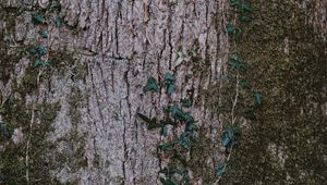 Preview wallpaper moss, wood, bark, surface