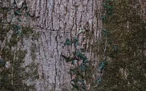 Preview wallpaper moss, wood, bark, surface