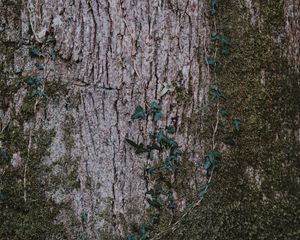 Preview wallpaper moss, wood, bark, surface