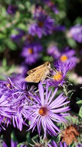 Preview wallpaper moth, butterfly, flowers, field