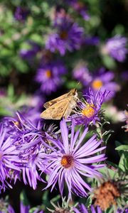 Preview wallpaper moth, butterfly, flowers, field