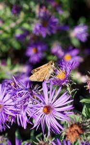 Preview wallpaper moth, butterfly, flowers, field