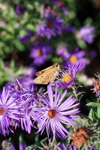 Preview wallpaper moth, butterfly, flowers, field