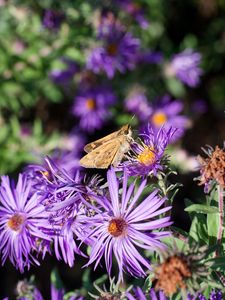 Preview wallpaper moth, butterfly, flowers, field