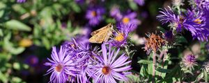 Preview wallpaper moth, butterfly, flowers, field