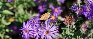 Preview wallpaper moth, butterfly, flowers, field