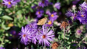 Preview wallpaper moth, butterfly, flowers, field