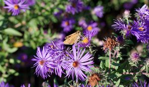 Preview wallpaper moth, butterfly, flowers, field