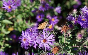 Preview wallpaper moth, butterfly, flowers, field