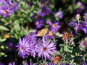 Preview wallpaper moth, butterfly, flowers, field